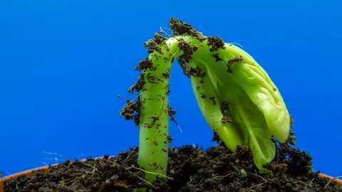 Sprouting beans. young sprout out of the soil time lapse on blue background Stock Footage 112156636