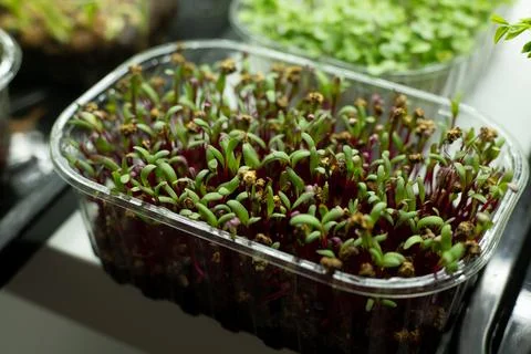 Sprouting beet microgreens in container Stock Photos