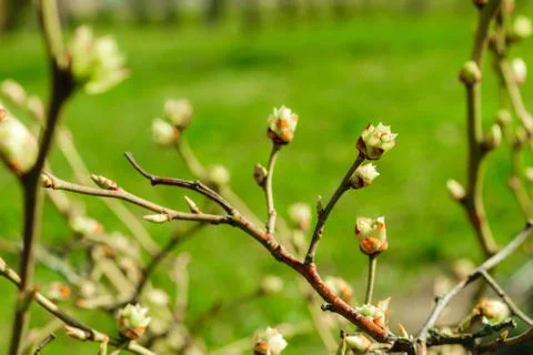 Sprouting blueberries leaves Stock Photos