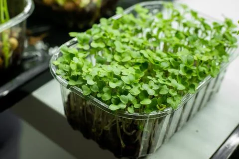 Sprouting broccoli microgreens in container Stock Photos