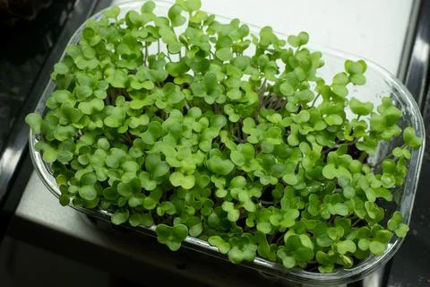 Sprouting broccoli microgreens in container Stock Photos