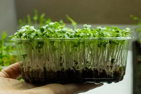 Sprouting broccoli microgreens in container Stock Photos