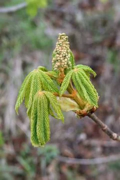 Sprouting bud of chestnut Stock Photos