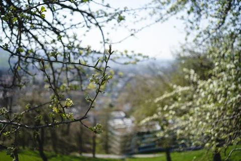 Sprouting buds on old trees in spring - everything begins to bloom Stock Photos