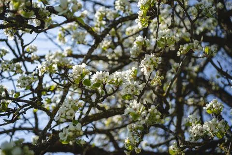 Sprouting buds on old trees in spring - everything begins to bloom Stock Photos