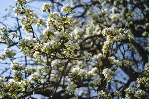 Sprouting buds on old trees in spring - everything begins to bloom Foto stock