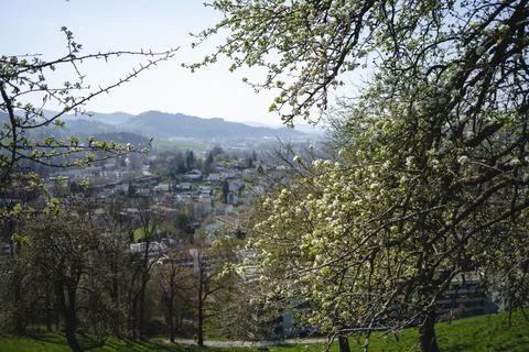 Sprouting buds on old trees in spring - everything begins to bloom Stock Photos