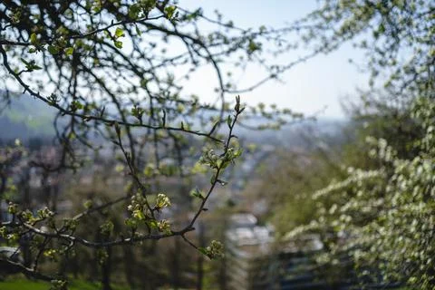 Sprouting buds on old trees in spring - everything begins to bloom Stock Photos