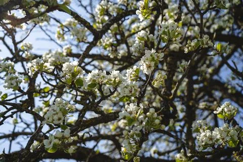 Sprouting buds on old trees in spring - everything begins to bloom Stock Photos