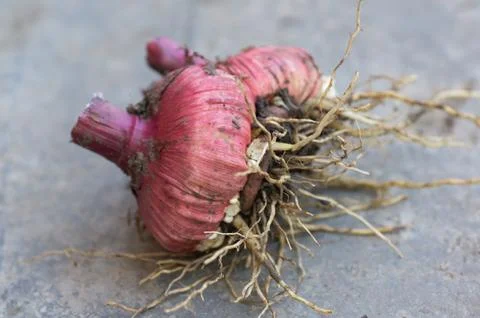 Sprouting bulbs gladiolus Concept of vegetable garden, gardening.. Stock Photos