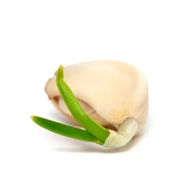 Sprouting clove of garlic Stock Photos