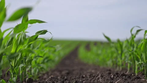 Sprouting corn rows stretch into horizon, soft wind flows. Stock Footage 316423479