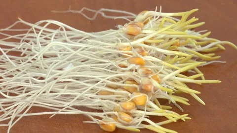 Sprouting corn seeds. 스톡 동영상 309168632