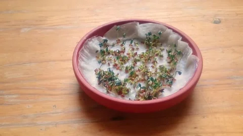 Sprouting cress Stock Footage 171745883
