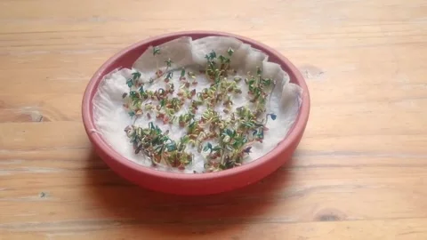 Sprouting cress Stock Footage 171745892