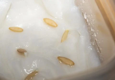 Sprouting cucumber seeds on a damp paper towel Stock Photos