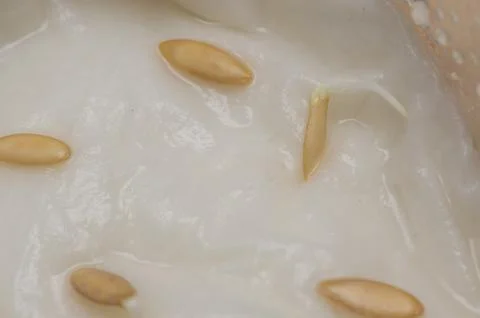 Sprouting cucumber seeds on a damp paper towel Stock Photos