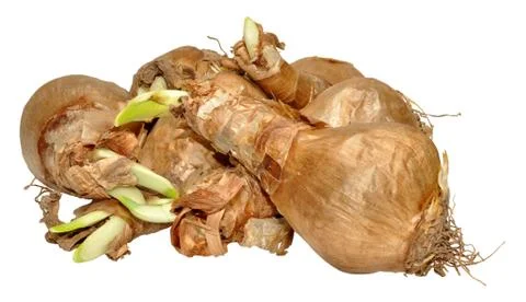 Sprouting Daffodil Bulbs Stock Photos