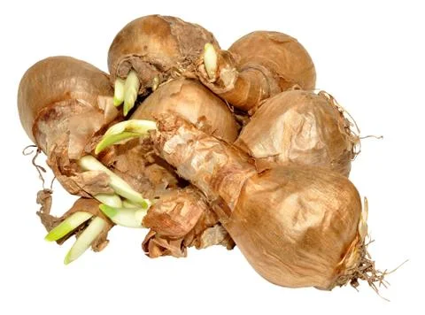 Sprouting Daffodil Bulbs Stock Photos