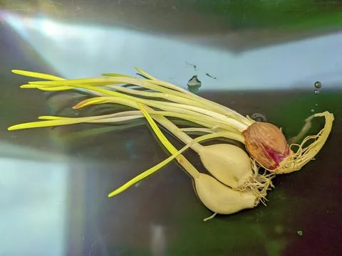 Sprouting Garlic and Red Shallot on Dark Iridescent Reflective Glass Surface Foto stock