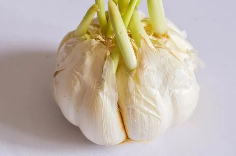 Sprouting Garlic Bulb on White Background macro photography Stock Photos