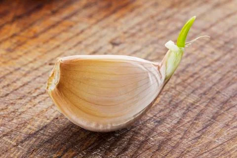 Sprouting garlic clov 库存照片