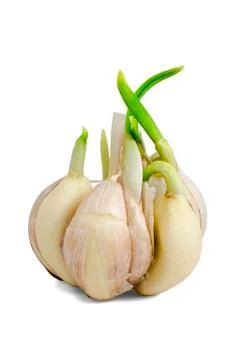 Sprouting garlic clove Stock Photos