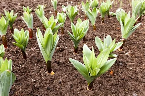 Sprouting garlic . spring Fotos de archivo