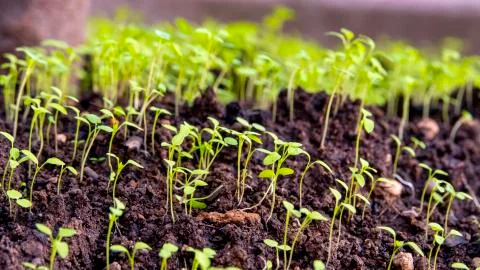 Sprouting grass Stock Photos