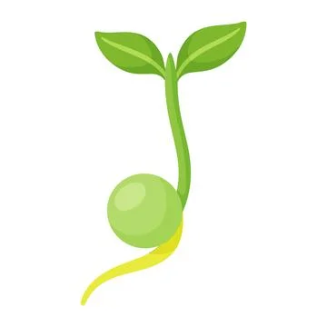 Sprouting green pea seed with root and leaves vector illustration Stock Illustration
