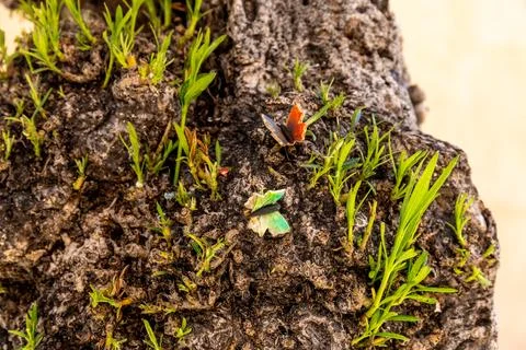 Sprouting Green Shoots on Rough Tree Bark Surface 库存照片