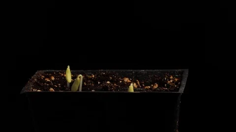 Sprouting, Growing, Cucumber Seedlings Against Black Background - Timelapse 库存影片 122388752
