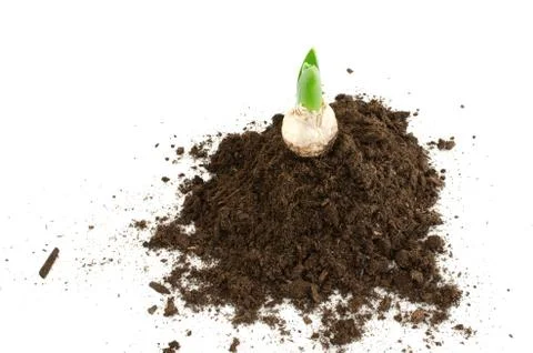 Sprouting hyacinthus on the heap of soil. Stock Photos