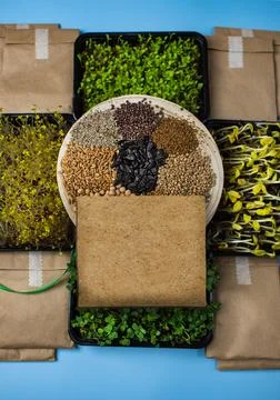 Sprouting kit flat lay with empty kraft card, rolled scroll, jute twine and.. 스톡 사진