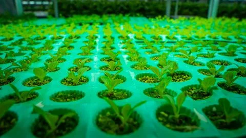 Sprouting leafy greens Stock Photos
