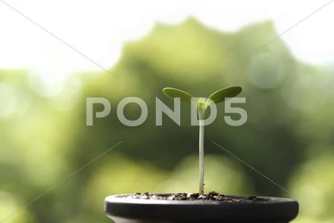 Sprouting leaves Stock Photos