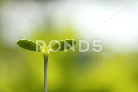 Sprouting leaves Stock Photos