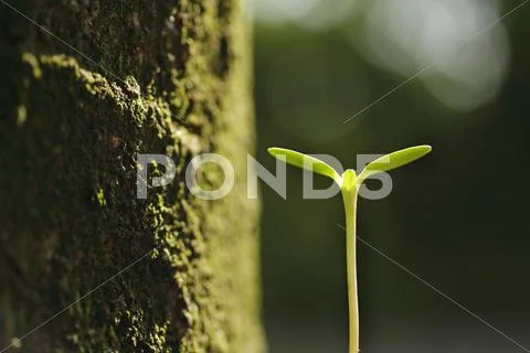 Sprouting leaves Stock Photos