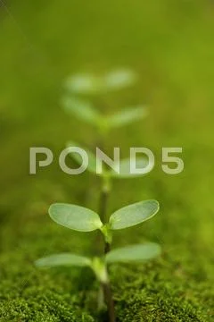 Sprouting leaves Stock Photos
