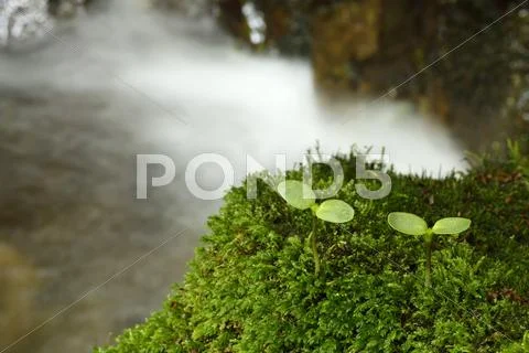 Sprouting leaves Stock Photos