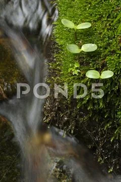 Sprouting leaves Stock Photos