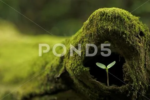 Sprouting leaves Stock Photos