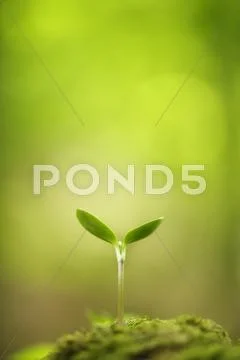 Sprouting leaves Stock Photos