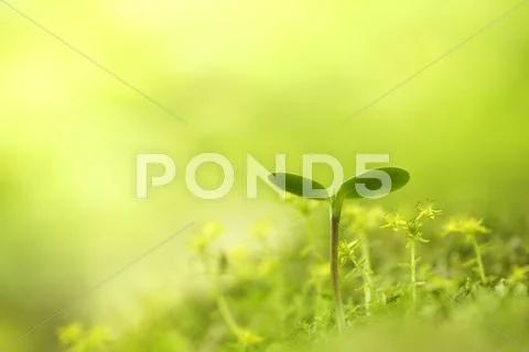 Sprouting leaves Stock Photos
