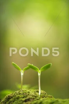 Sprouting leaves Stock Photos