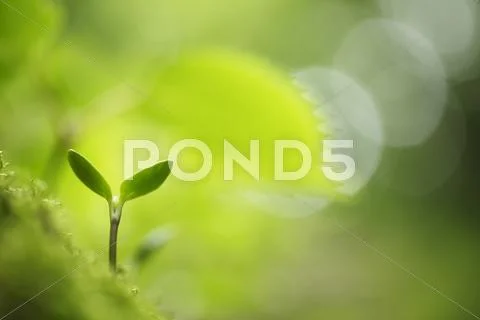 Sprouting leaves Stock Photos