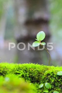 Sprouting leaves Stock Photos