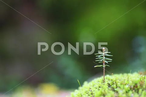 Sprouting leaves Stock Photos