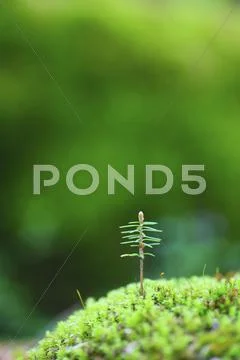 Sprouting leaves Stock Photos