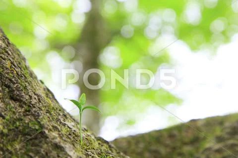 Sprouting leaves Stock Photos
